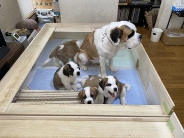 �Z���g�E�o�[�i�[�h7�C�̎e������ �h�^�o�^�ȓ���ɂق�����