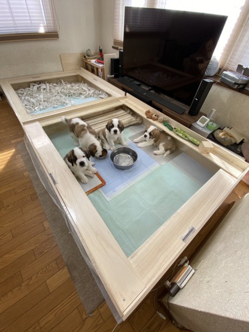 �Z���g�E�o�[�i�[�h7�C�̎e������ �h�^�o�^�ȓ���ɂق�����