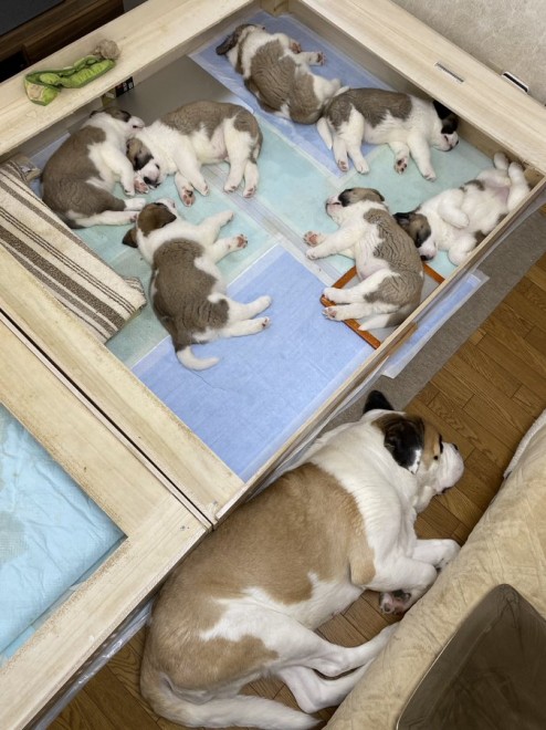 �Z���g�E�o�[�i�[�h7�C�̎e������ �h�^�o�^�ȓ���ɂق�����