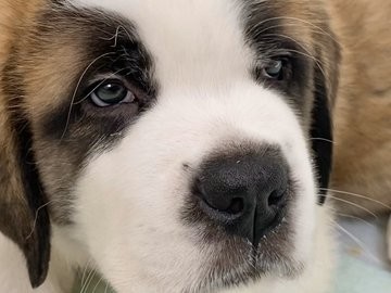 �Z���g�E�o�[�i�[�h7�C�̎e������ �h�^�o�^�ȓ���ɂق�����