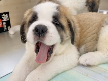 �Z���g�E�o�[�i�[�h7�C�̎e������ �h�^�o�^�ȓ���ɂق�����