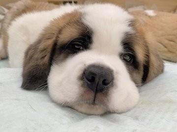 �Z���g�E�o�[�i�[�h7�C�̎e������ �h�^�o�^�ȓ���ɂق�����