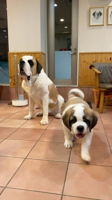 �Z���g�E�o�[�i�[�h7�C�̎e������ �h�^�o�^�ȓ���ɂق�����