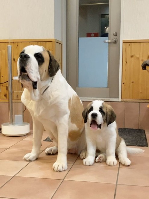 �Z���g�E�o�[�i�[�h7�C�̎e������ �h�^�o�^�ȓ���ɂق�����