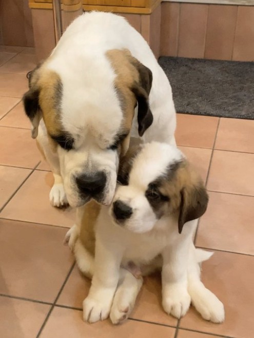 �Z���g�E�o�[�i�[�h7�C�̎e������ �h�^�o�^�ȓ���ɂق�����