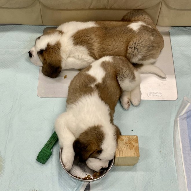 �Z���g�E�o�[�i�[�h7�C�̎e������ �h�^�o�^�ȓ���ɂق�����