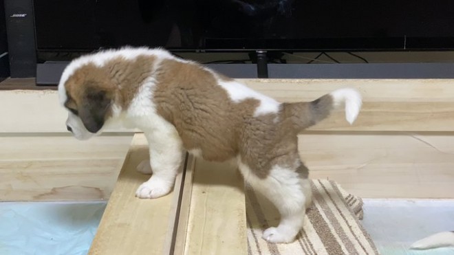 �Z���g�E�o�[�i�[�h7�C�̎e������ �h�^�o�^�ȓ���ɂق�����