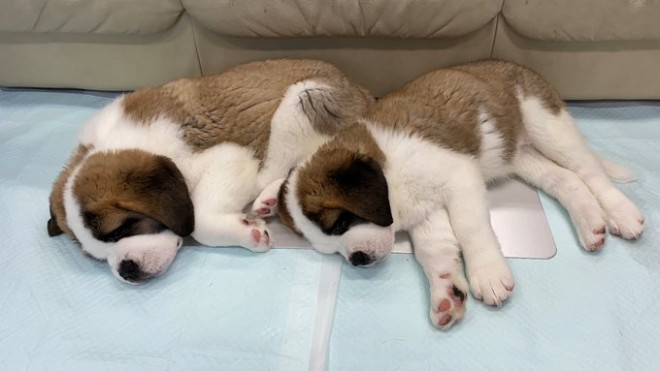 �Z���g�E�o�[�i�[�h7�C�̎e������ �h�^�o�^�ȓ���ɂق�����