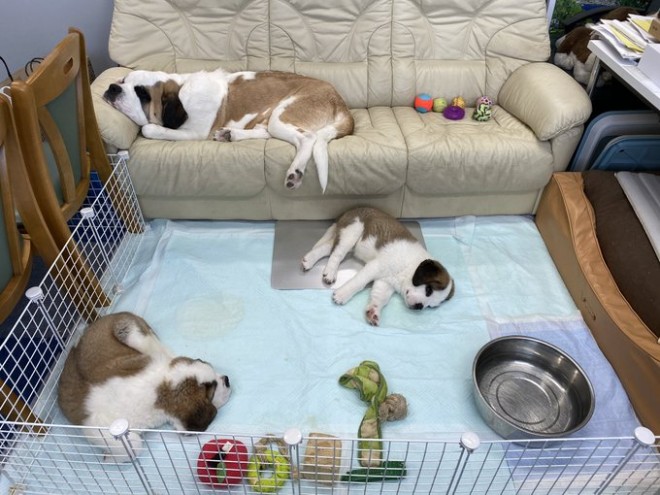 �Z���g�E�o�[�i�[�h7�C�̎e������ �h�^�o�^�ȓ���ɂق�����