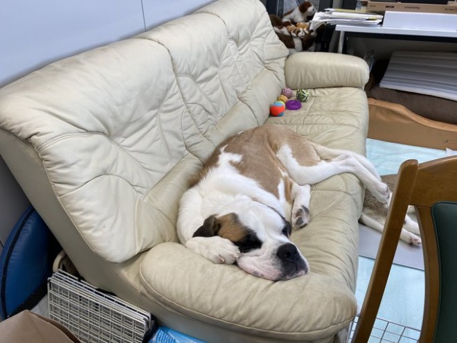 �Z���g�E�o�[�i�[�h7�C�̎e������ �h�^�o�^�ȓ���ɂق�����