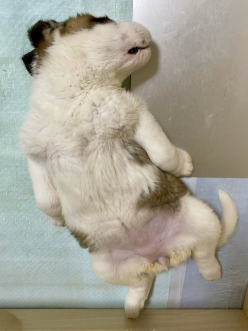 �Z���g�E�o�[�i�[�h7�C�̎e������ �h�^�o�^�ȓ���ɂق�����