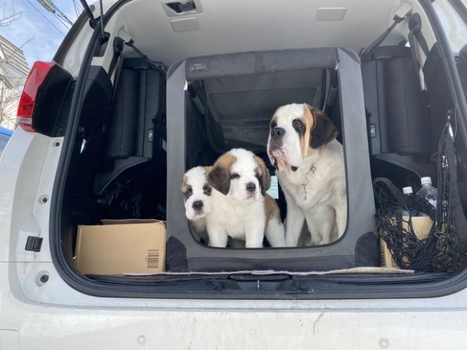 �o�΂���l�q