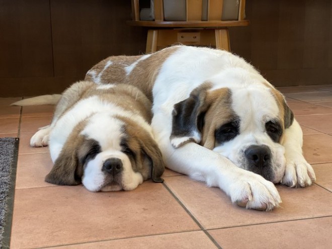 �Z���g�E�o�[�i�[�h7�C�̎e������ �h�^�o�^�ȓ���ɂق�����