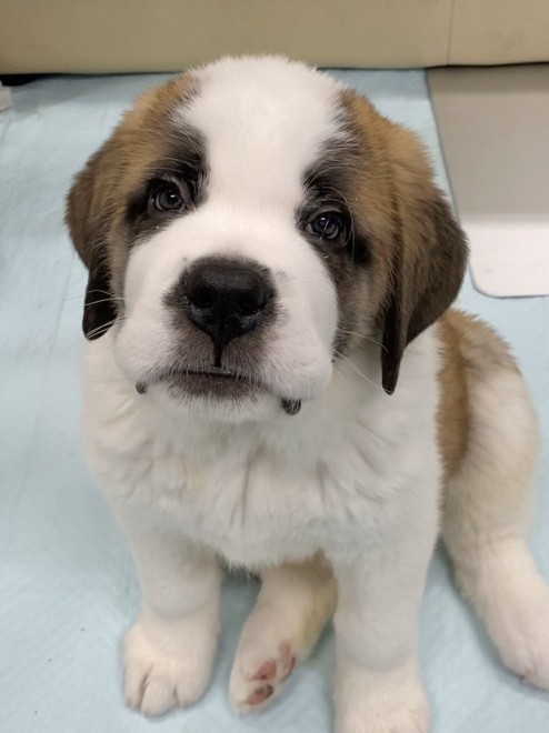 �Z���g�E�o�[�i�[�h7�C�̎e������ �h�^�o�^�ȓ���ɂق�����