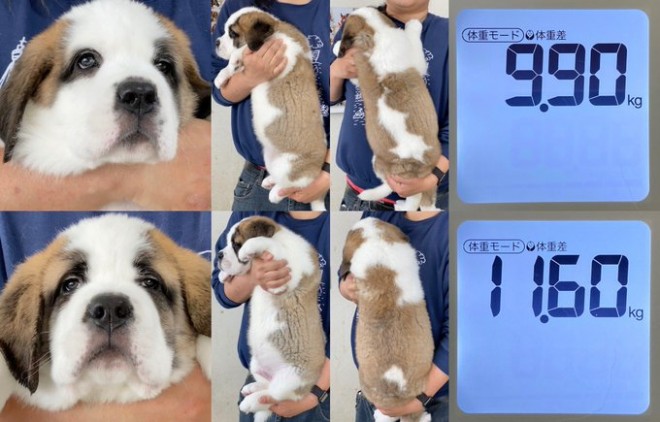 �Z���g�E�o�[�i�[�h7�C�̎e������ �h�^�o�^�ȓ���ɂق�����