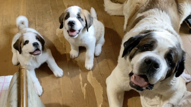 �Z���g�E�o�[�i�[�h7�C�̎e������ �h�^�o�^�ȓ���ɂق�����