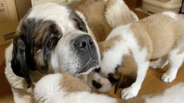 �Z���g�E�o�[�i�[�h7�C�̎e������ �h�^�o�^�ȓ���ɂق�����