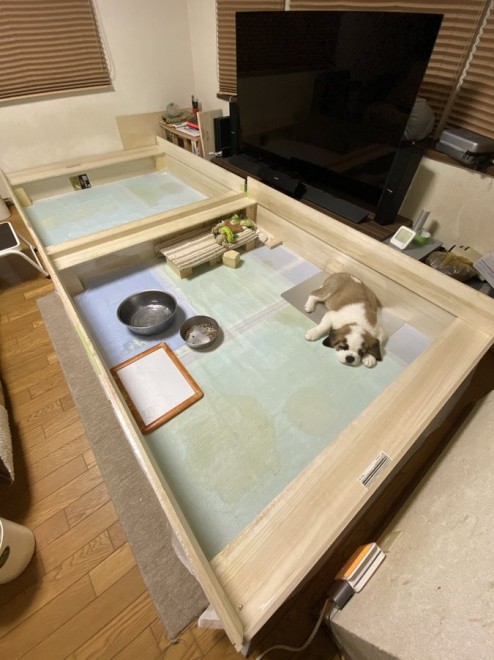 �Z���g�E�o�[�i�[�h7�C�̎e������ �h�^�o�^�ȓ���ɂق�����