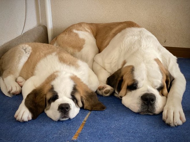 �Z���g�E�o�[�i�[�h7�C�̎e������ �h�^�o�^�ȓ���ɂق�����