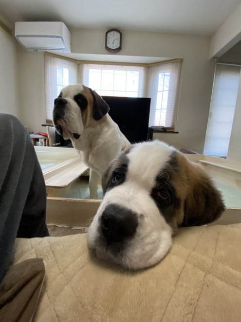 �Z���g�E�o�[�i�[�h7�C�̎e������ �h�^�o�^�ȓ���ɂق�����