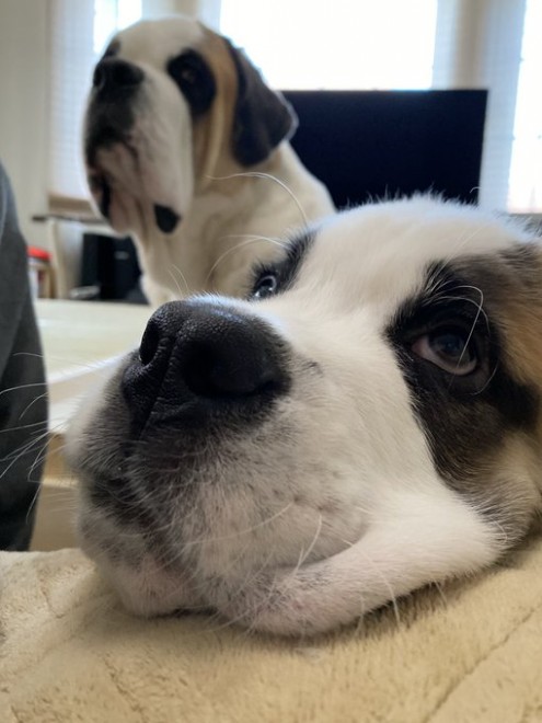 �Z���g�E�o�[�i�[�h7�C�̎e������ �h�^�o�^�ȓ���ɂق�����