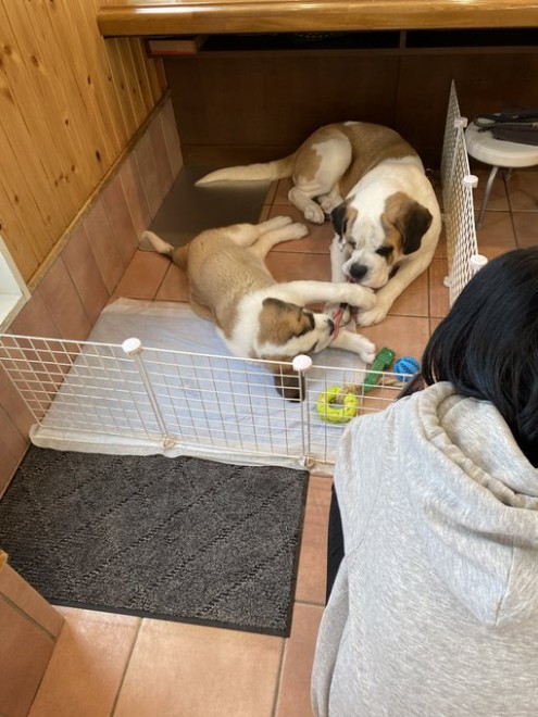 �Z���g�E�o�[�i�[�h7�C�̎e������ �h�^�o�^�ȓ���ɂق�����