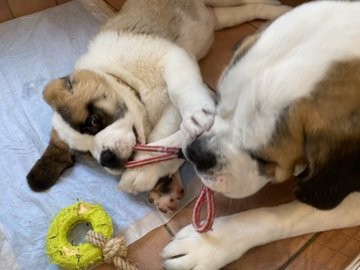 �Z���g�E�o�[�i�[�h7�C�̎e������ �h�^�o�^�ȓ���ɂق�����