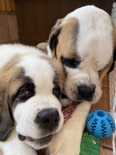 �Z���g�E�o�[�i�[�h7�C�̎e������ �h�^�o�^�ȓ���ɂق�����