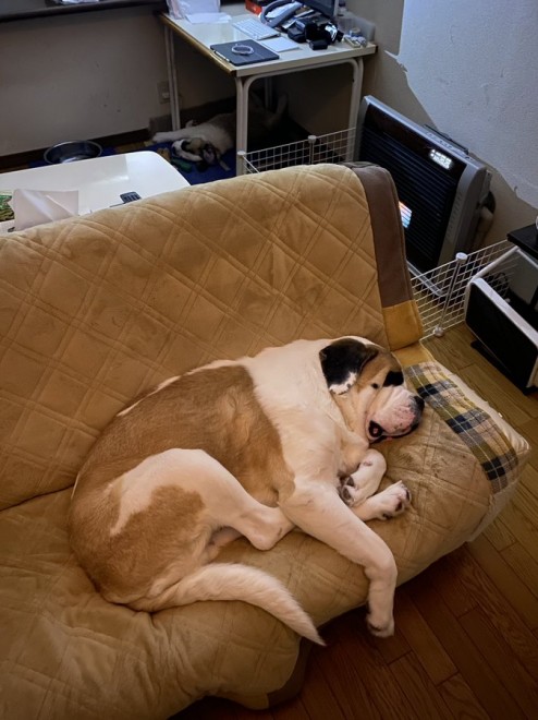 �Z���g�E�o�[�i�[�h7�C�̎e������ �h�^�o�^�ȓ���ɂق�����