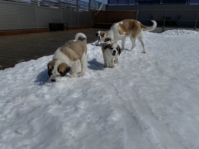 �Z���g�E�o�[�i�[�h7�C�̎e������ �h�^�o�^�ȓ���ɂق�����