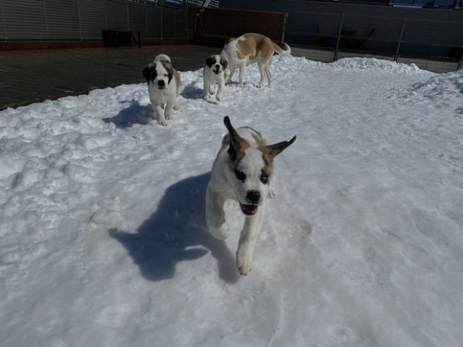 �Z���g�E�o�[�i�[�h7�C�̎e������ �h�^�o�^�ȓ���ɂق�����