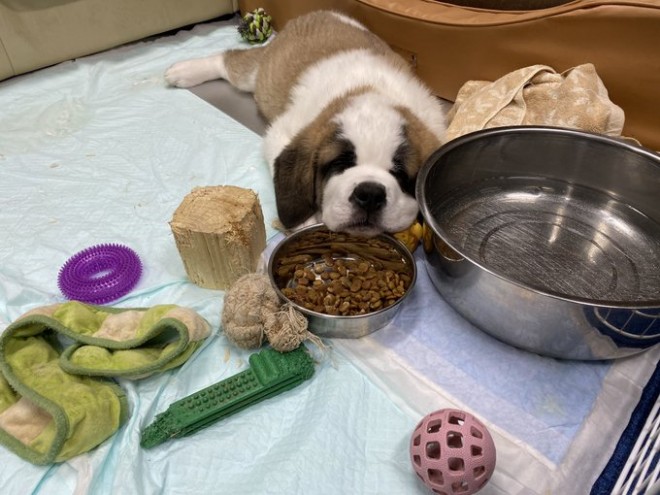 �Z���g�E�o�[�i�[�h7�C�̎e������ �h�^�o�^�ȓ���ɂق�����