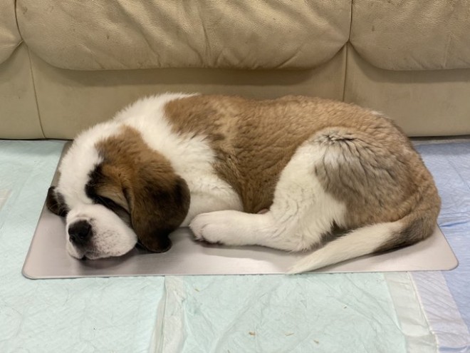 �Z���g�E�o�[�i�[�h7�C�̎e������ �h�^�o�^�ȓ���ɂق�����