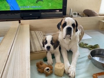 �Z���g�E�o�[�i�[�h7�C�̎e������ �h�^�o�^�ȓ���ɂق�����