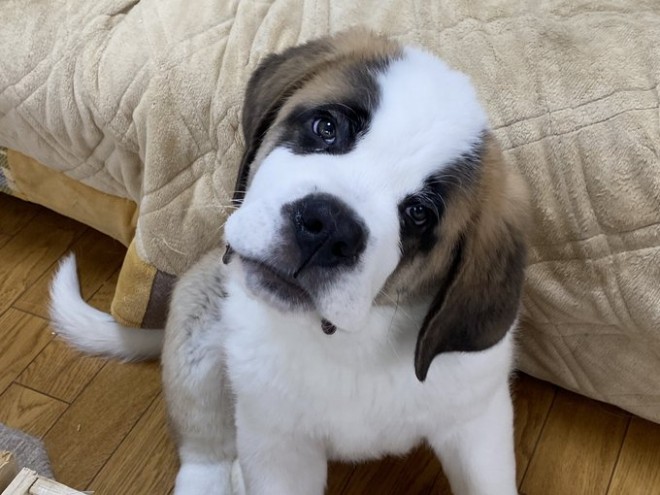 �Z���g�E�o�[�i�[�h7�C�̎e������ �h�^�o�^�ȓ���ɂق�����