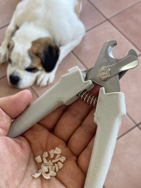 �Z���g�E�o�[�i�[�h7�C�̎e������ �h�^�o�^�ȓ���ɂق�����