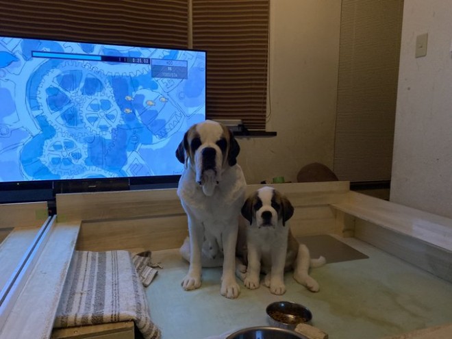 �Z���g�E�o�[�i�[�h7�C�̎e������ �h�^�o�^�ȓ���ɂق�����