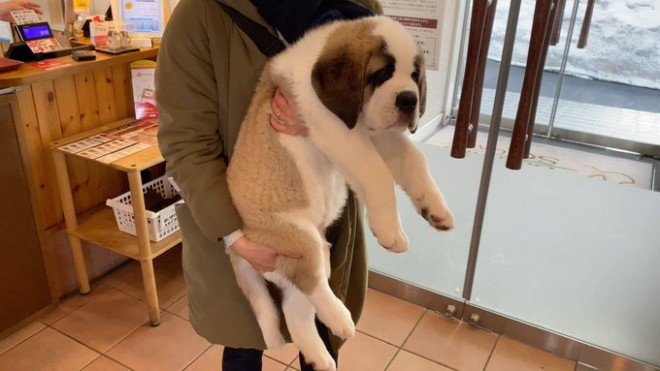 �Z���g�E�o�[�i�[�h7�C�̎e������ �h�^�o�^�ȓ���ɂق�����