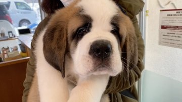 �Z���g�E�o�[�i�[�h7�C�̎e������ �h�^�o�^�ȓ���ɂق�����