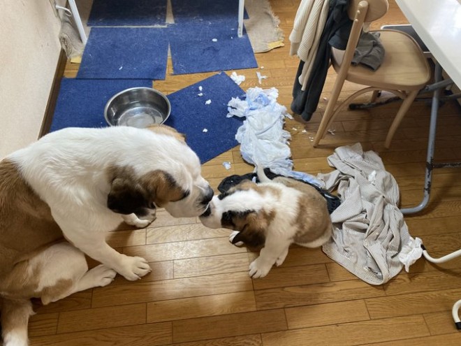 �Z���g�E�o�[�i�[�h7�C�̎e������ �h�^�o�^�ȓ���ɂق�����