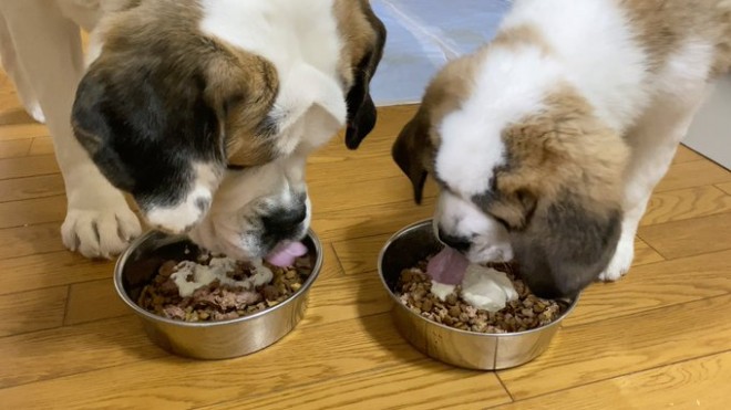 �Z���g�E�o�[�i�[�h7�C�̎e������ �h�^�o�^�ȓ���ɂق�����