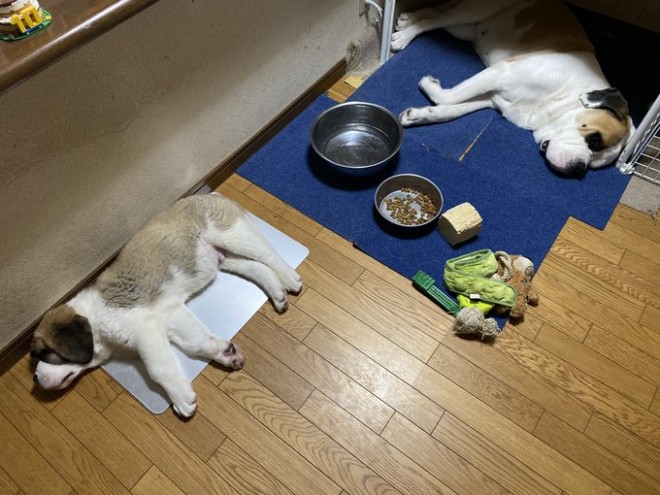 �Z���g�E�o�[�i�[�h7�C�̎e������ �h�^�o�^�ȓ���ɂق�����