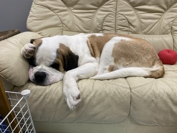 �Z���g�E�o�[�i�[�h7�C�̎e������ �h�^�o�^�ȓ���ɂق�����