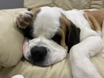 �Z���g�E�o�[�i�[�h7�C�̎e������ �h�^�o�^�ȓ���ɂق�����