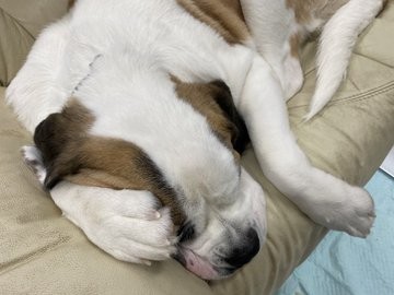 �Z���g�E�o�[�i�[�h7�C�̎e������ �h�^�o�^�ȓ���ɂق�����