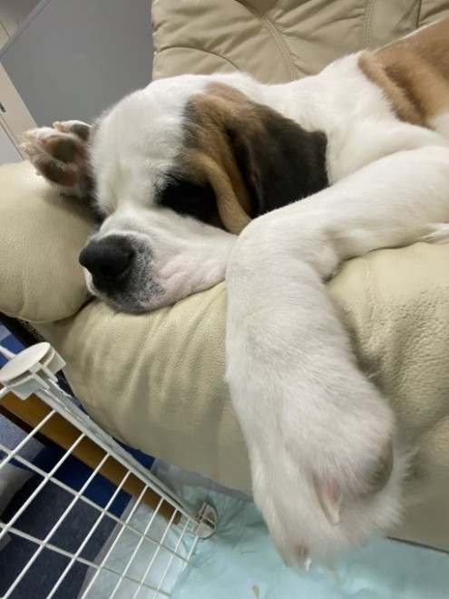 �Z���g�E�o�[�i�[�h7�C�̎e������ �h�^�o�^�ȓ���ɂق�����