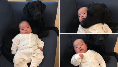 画像 写真 ウインクで赤ちゃん見守る柴犬兄さんにセコム犬 飼い主語る 愛ある生活 1枚目 Oricon News
