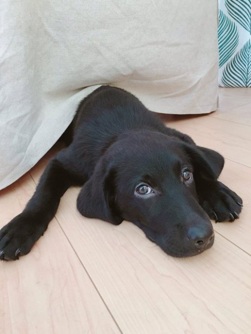 画像 写真 犬 クロエちゃん32枚目 Eltha エルザ