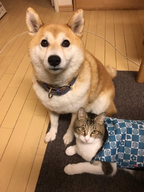 画像 写真 お風呂入れたらイッキに抜けました 何食わぬ顔で佇む柴犬に反響 飼い主に聞く愛犬との暮らし30枚目 Eltha エルザ