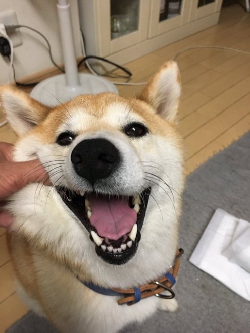 画像 写真 お風呂入れたらイッキに抜けました 何食わぬ顔で佇む柴犬に反響 飼い主に聞く愛犬との暮らし57枚目 Eltha エルザ